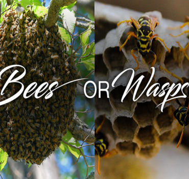 Bee & Wasp Control